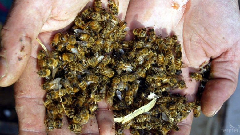 Полицията разследва масова смърт на пчели в над 660 кошера