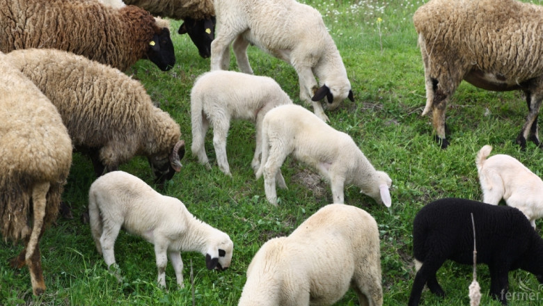 Йордански търговци на агнешко идват у нас за срещи с овцевъди през май 