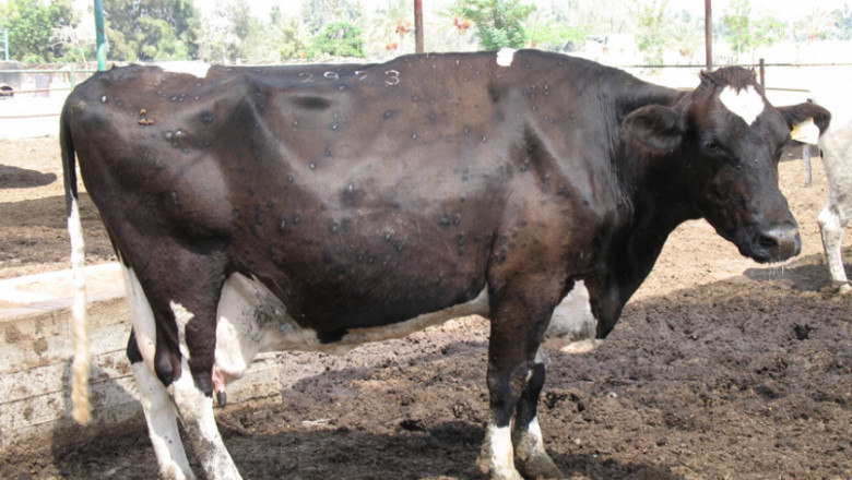 Заразен нодуларен дерматит по говедата - какво трябва да знаят фермерите? (ИНТЕРВЮ)