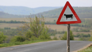 И в Пазарджик вземат мерки заради заразен дерматит по говедата - Agri.bg