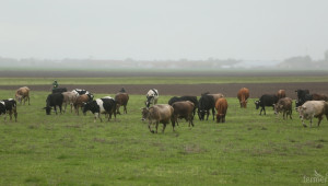 Спешно заседание на животновъдите заради опасна болест по говедата - Agri.bg