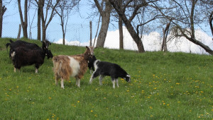 Забраняват пашата на животни в необлагодетелстваните райони на Перник (ЗАПОВЕД) - Agri.bg