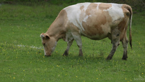 НСГБ стартира разяснителни кампании за суровото мляко - Agri.bg