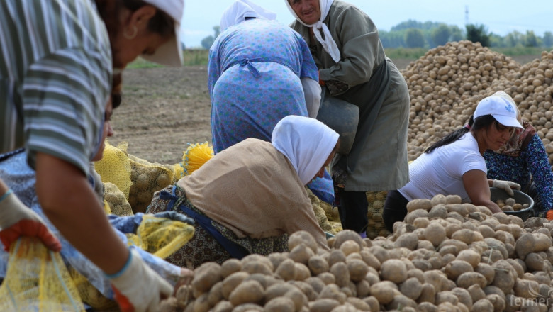ДФЗ започва прием по схемата за контрол на вредители по картофите (УКАЗАНИЯ)