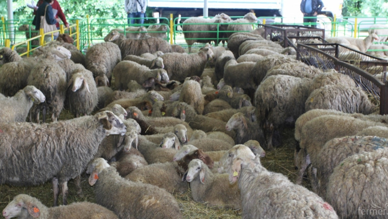 Кръгла маса за овцевъдството събира браншови организации от 26 страни през май (ОБНОВЕНА)