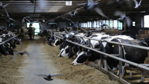 Сдружаването на фермерите ще помогне за излизане от кризата в млечния сектор (ВИДЕО) - Agri.bg