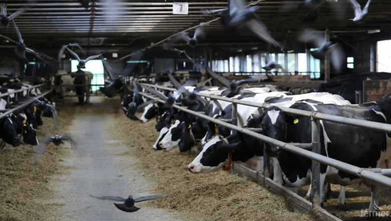 Сдружаването на фермерите ще помогне за излизане от кризата в млечния сектор (ВИДЕО)