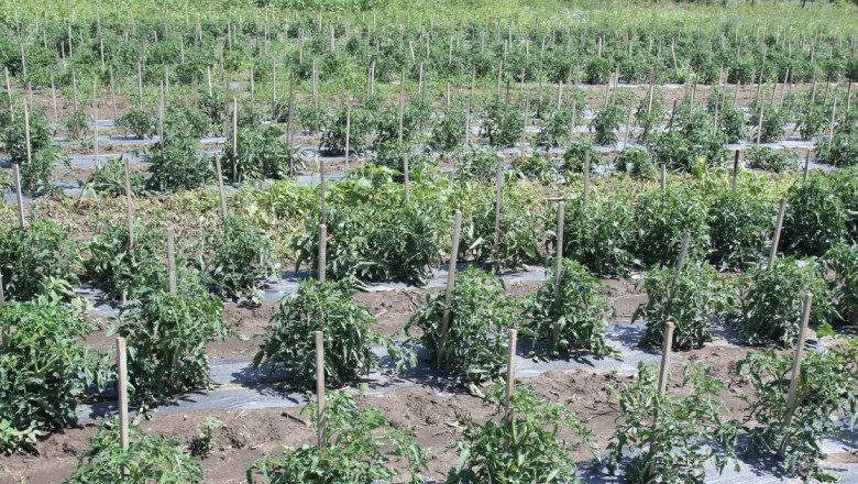 Фонд  Земеделие отпуска 1 млн. лева за борба с вредител по доматите