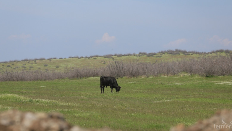 Тракторист открадна и разфасова бик, оставен на свободна паша
