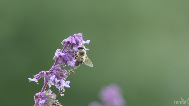 Елена Стоилова, пчелар: Мярката за медоносни култури е основно за земеделците!