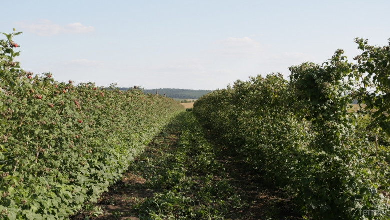 Биопроизводители търсят комасирани площи в Румъния за трайни насаждения