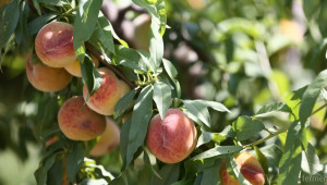 МЗХ публикува заповед със ставките за плодове и зеленчуци 
