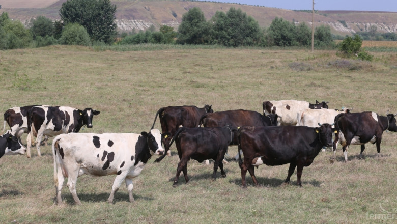 И животновъди от Плевенско искат диалог с МЗХ, вместо стачни действия