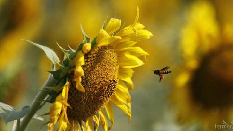 МЗХ започна обществено обсъждане на наредба за опазване на пчелите