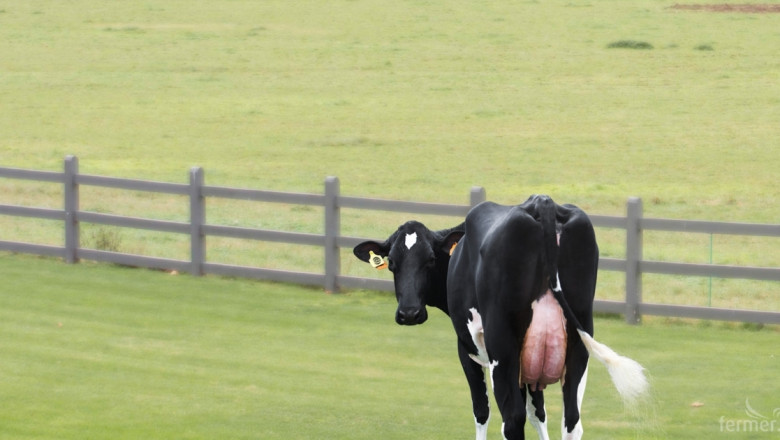 Иновация прави пресушаването на млечните крави много по-лесно (ВИДЕО)