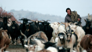 Съветът по животновъдство в Смолян ще заседава в сряда – 16 март - Agri.bg