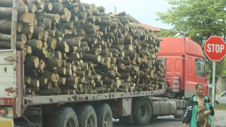 За да спаси горите си Албания забранява дърводобива за 10 години