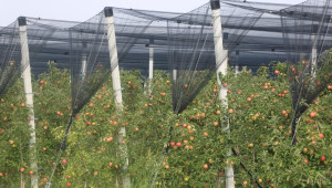 БАБХ спря внос на 22 тона ябълки и над 1 тон зеленчуци от Македония и Гърция - Agri.bg