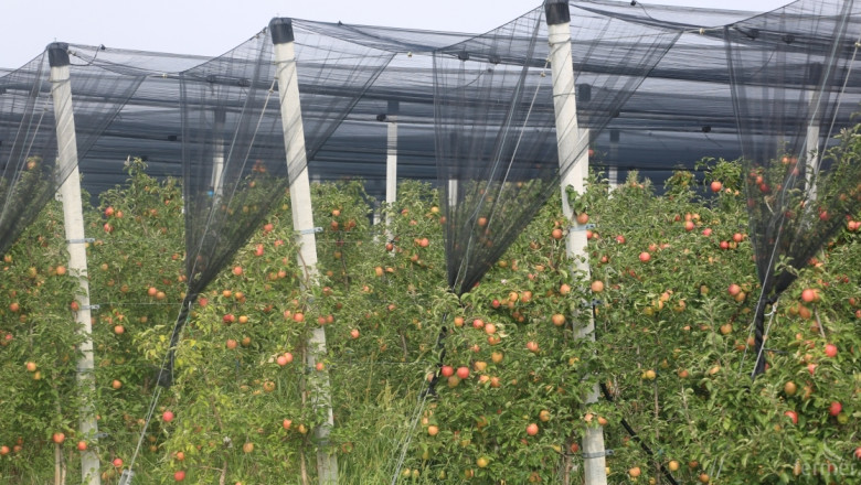 БАБХ спря внос на 22 тона ябълки и над 1 тон зеленчуци от Македония и Гърция