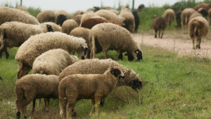 Бруцелозата по животните в Кюстендилско е ограничена  - Agri.bg