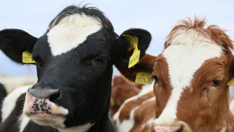 Танева: Производсвтото на сурово мляко в ЕС се учвеличава, а търсенето спада