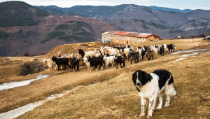 МЗХ публикува важни отговори на въпроси касаещи животновъдите - Agri.bg