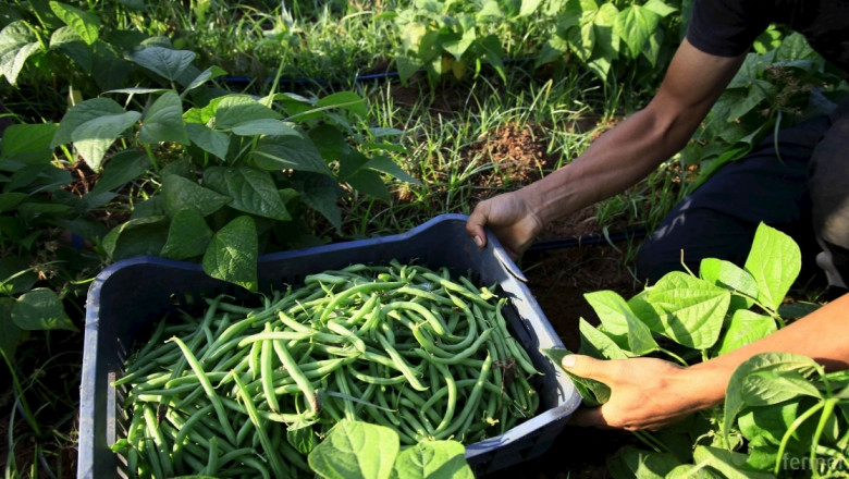 Португалия и Дания търсят работници във ферми за грах