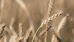 Износът на биопшеница за Германия е голям потенциал за българските фермери - Agri.bg