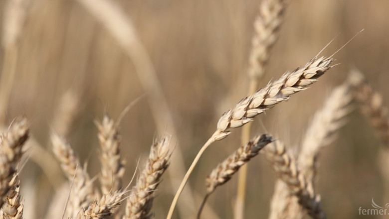 Износът на биопшеница за Германия е голям потенциал за българските фермери