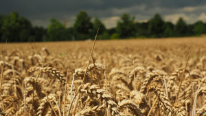 С около 2% по-ниски добиви от зърно очакват експерти за реколта 2016 - Agri.bg