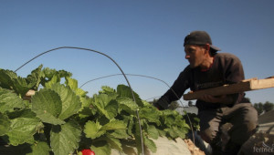 Испания продължава да търси берачи на ягоди от България  - Agri.bg