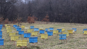 Слаби добиви от мед отчитат пчеларите в Шуменско през 2015 г.  - Agri.bg