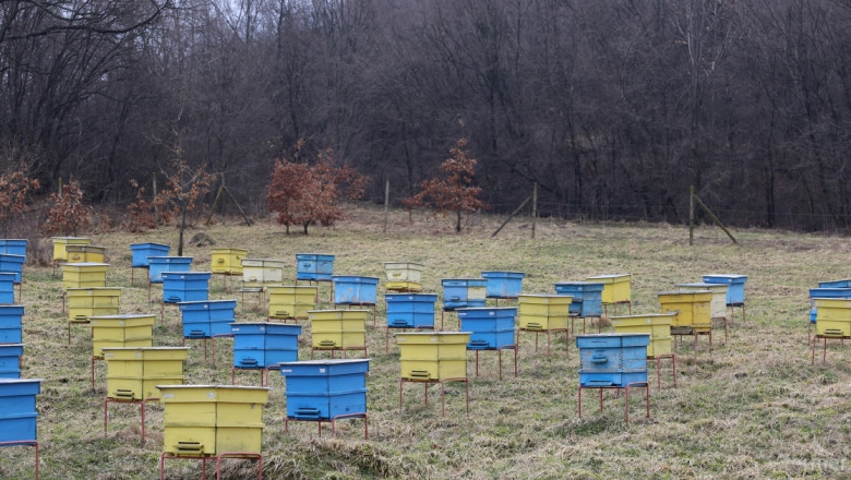 Слаби добиви от мед отчитат пчеларите в Шуменско през 2015 г. 
