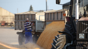 Произвели сме 25% по-малко царевица през 2015 година - Agri.bg