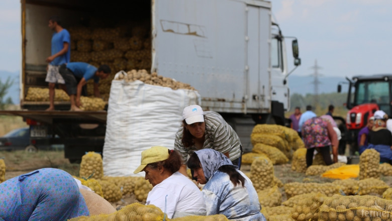 Десетки тонове картофи залежават в Смолянско заради ниските цени