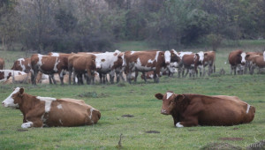 Съветът по животновъдство в Сливен ще заседава на 25 януари (ПРОГРАМА) - Agri.bg