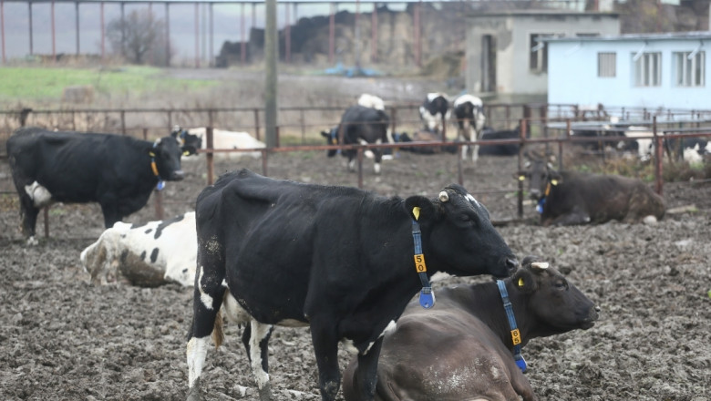 Порожанов: Субсидиите за говеда и биволи ще се доизплатят до края на януари!