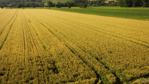 Намаляват площите с царевица и пшеница, растат тези с рапица и ръж - Agri.bg