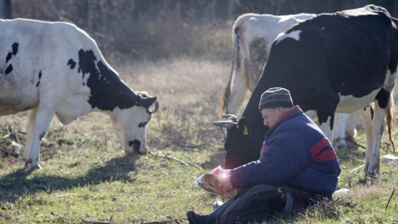 Говедовъди предлагат 15 стъпки за справяне с кризата в сектор мляко