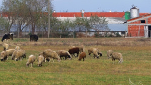 Симеон Караколев: Субсидиите за овце тази година са нещо революционно! (ВИДЕО) - Agri.bg