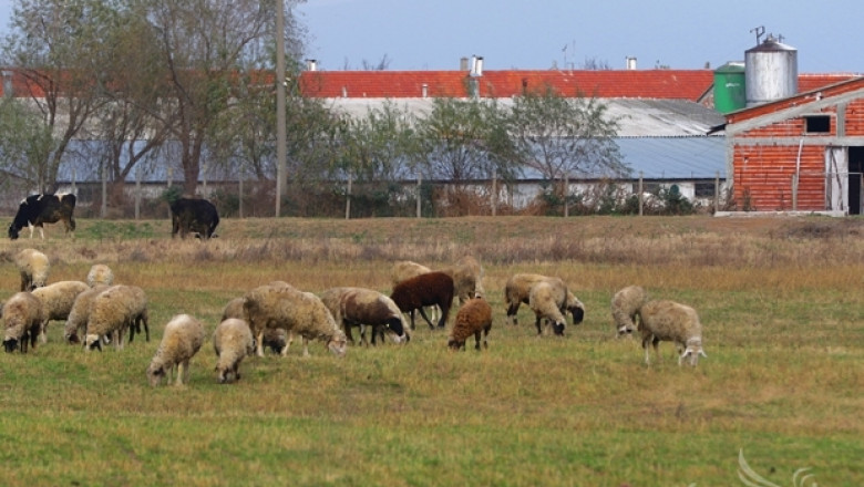 Симеон Караколев: Субсидиите за овце тази година са нещо революционно! (ВИДЕО)