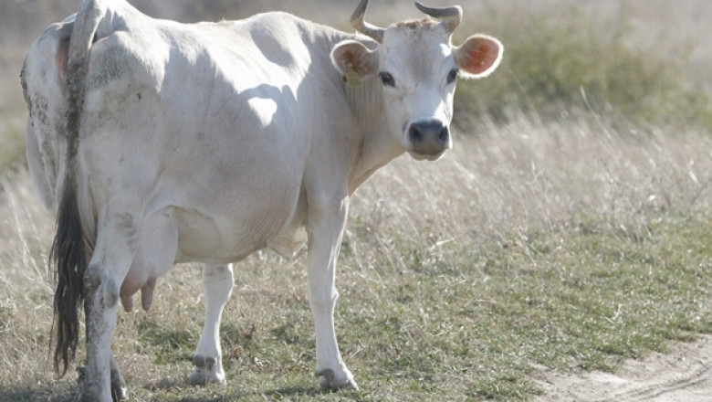 ДФЗ изплати близо 13.3 млн. лева на животновъди, засегнати от млечната криза