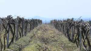 До днес Агенцията по лозата и виното приема заявления за права на засаждане  - Agri.bg