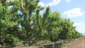 Откраднаха 250 черешови дръвчета от градина в бургаско село - Agri.bg