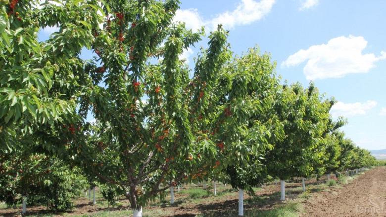 Откраднаха 250 черешови дръвчета от градина в бургаско село