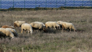 Нова развъдна организация на млечните овце заработи у нас - Agri.bg