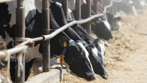 ДФЗ изплаща първи транш от националните субсидии за говеда и биволи - Agri.bg