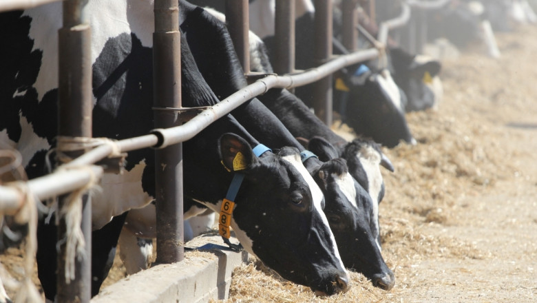 ДФЗ изплаща първи транш от националните субсидии за говеда и биволи