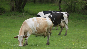 Днес се очаква да тръгнат националните субсидии за говеда и биволи - Agri.bg