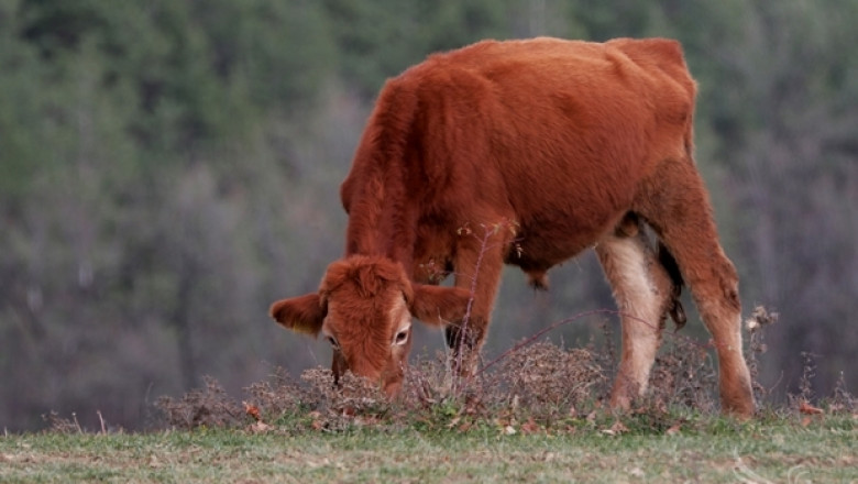 Животновъди искат доклади за себестойността на млякото и месото (ВИДЕО)